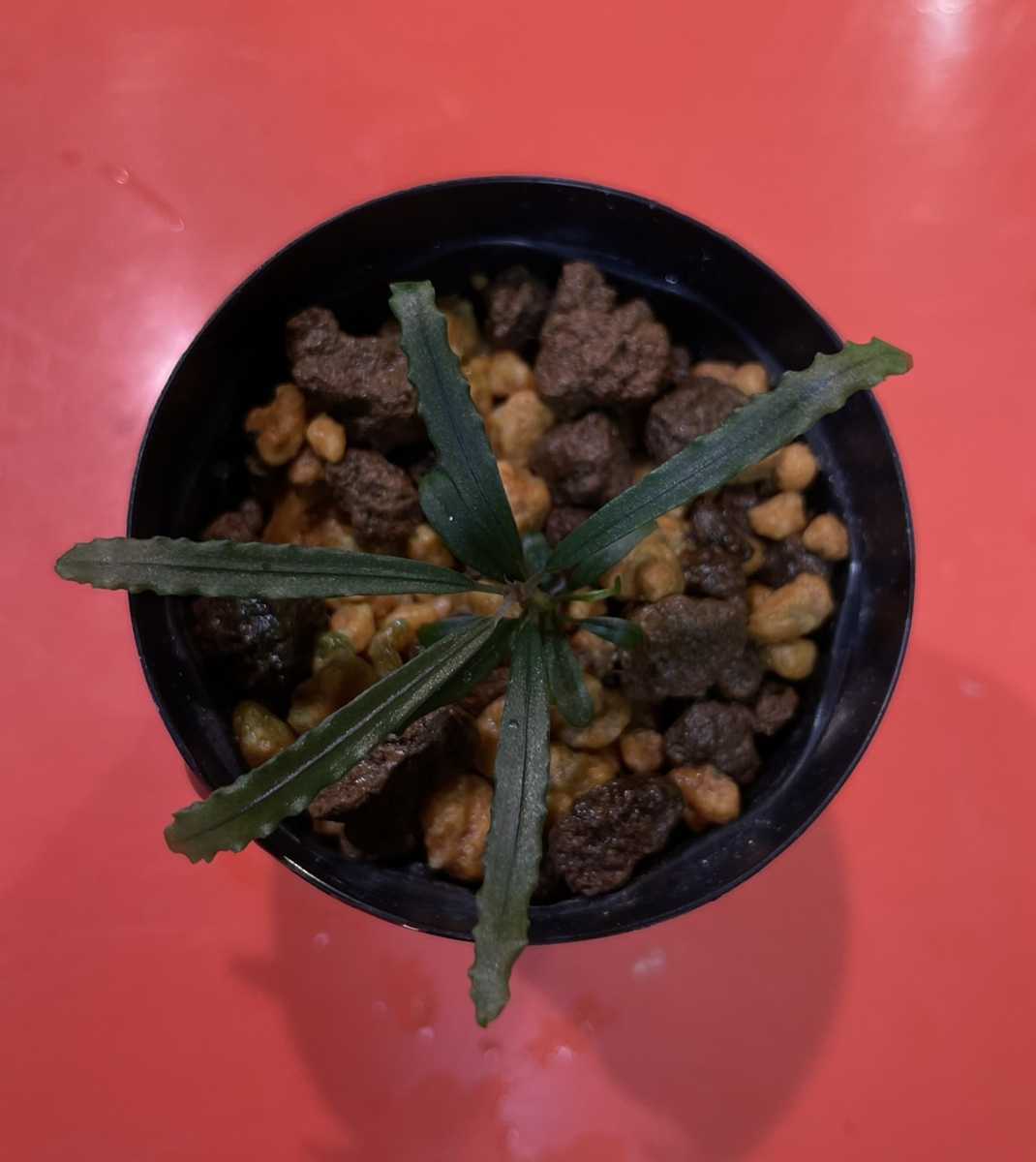 ブセファランドラsp.ナンガピノー スラタンBucephalandra sp. Ng Pinoh