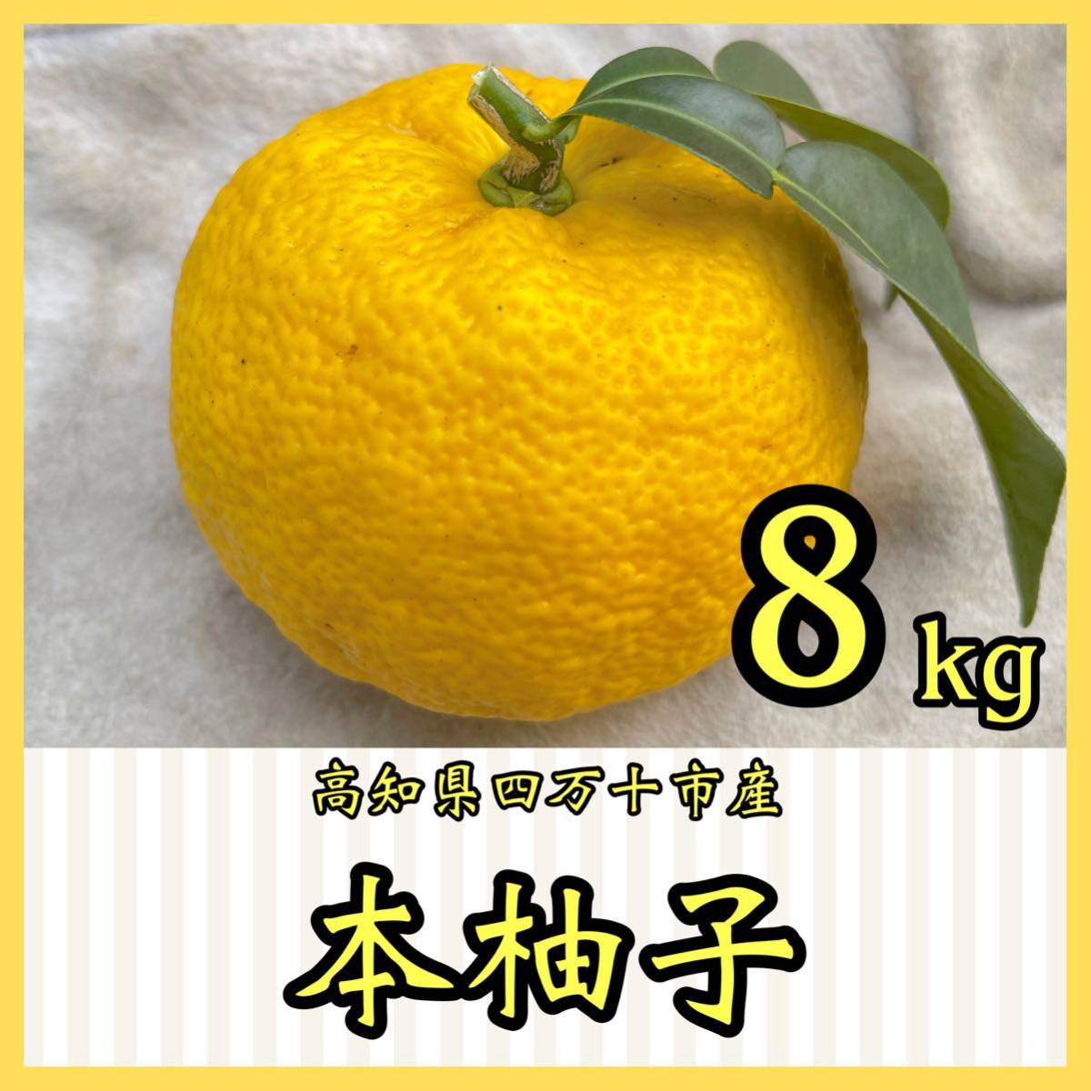 柚子 : 苗木部 ユズ（柚子）：ホンユズ（本柚子）8号鉢植え[香り 癒し 