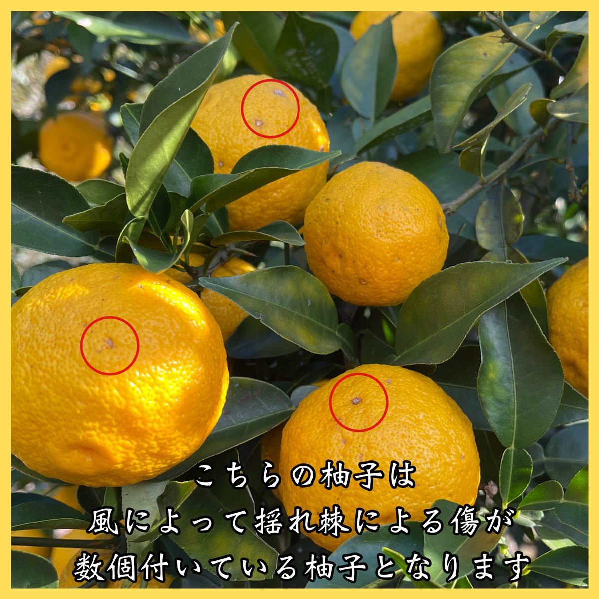 柚子 : 苗木部 ユズ（柚子）：ホンユズ（本柚子）8号鉢植え[香り 癒し 