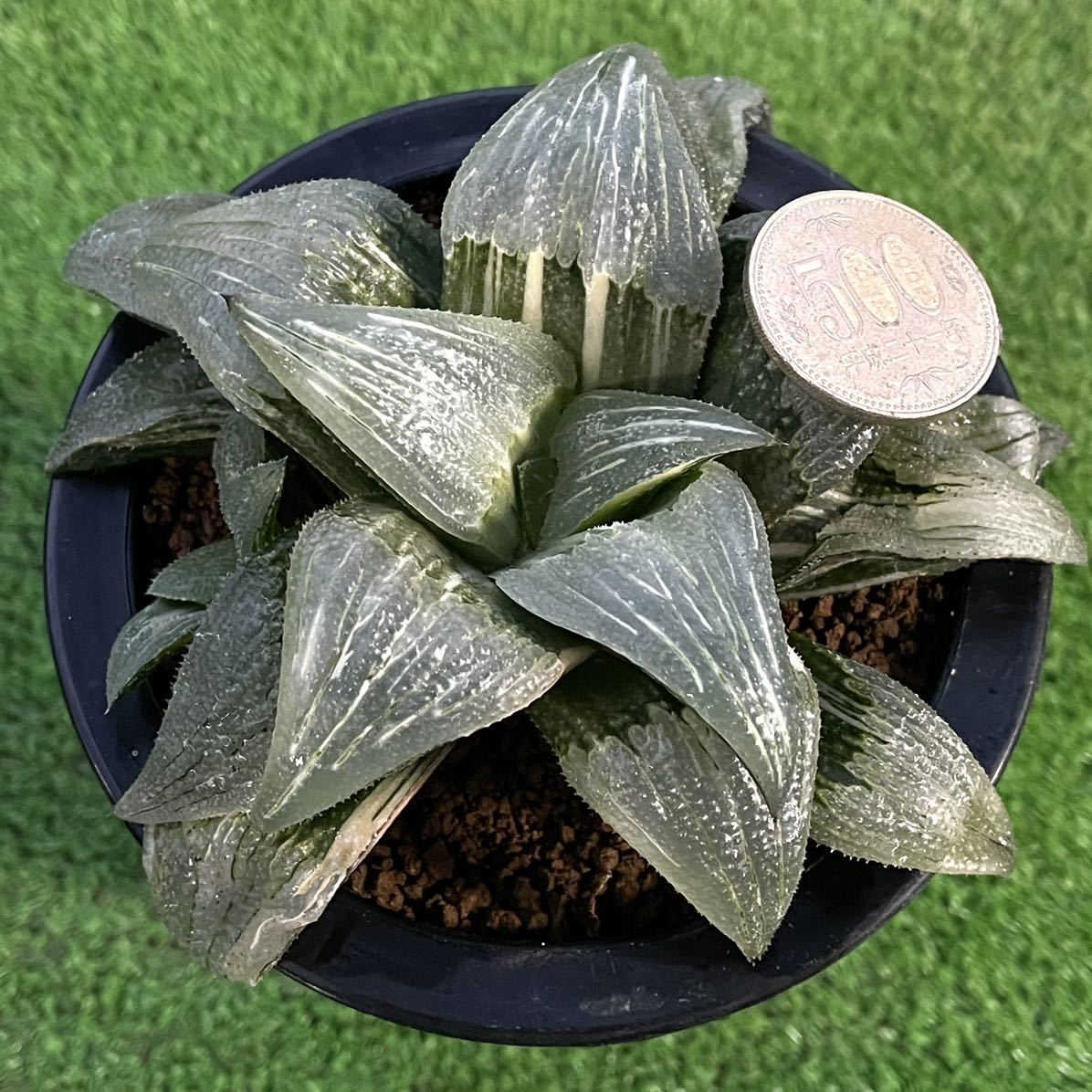 ≧∇≦）多肉植物 ハオルチア 大型バディア実生錦 大株 ハオルチア