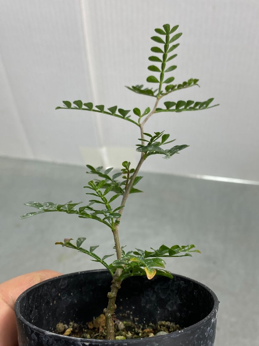 plants260513d90_1_43743688-a673-40bd-bb7e-ce64b75f199d