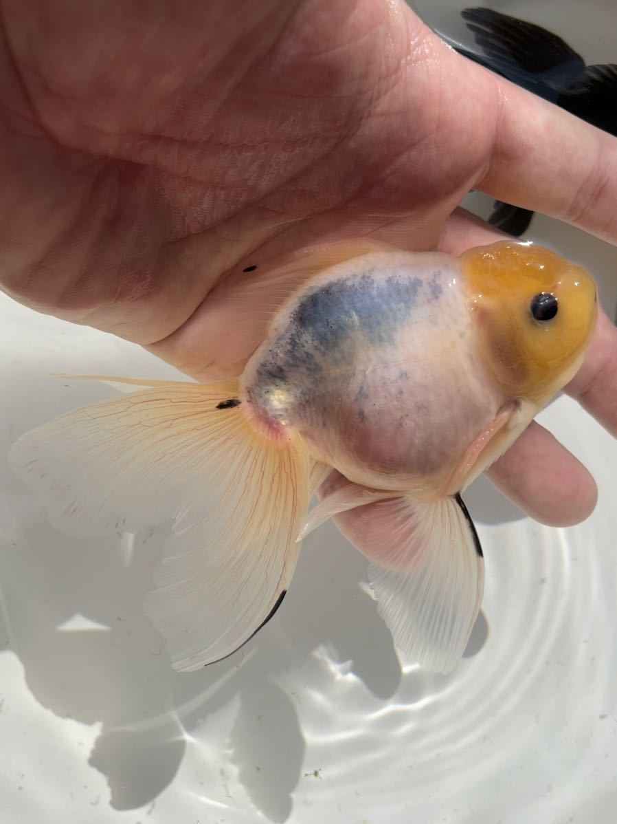 オランダ獅子頭（変わり東錦） 2匹セット D | オランダ獅子頭とは 