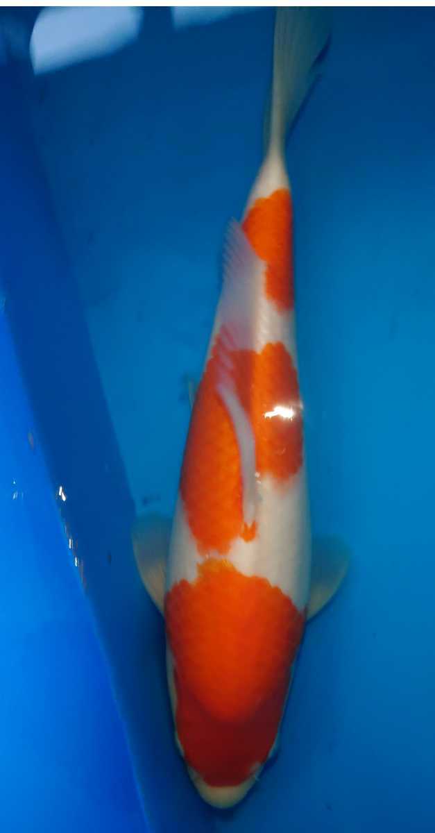 【赤字超特価】 松鯉 2021年度産 紅白 34cm ko-4 同梱包可(錦鯉)｜売買されたオークション情報、yahooの商品情報をアーカイブ公開 - オークファン 錦鯉