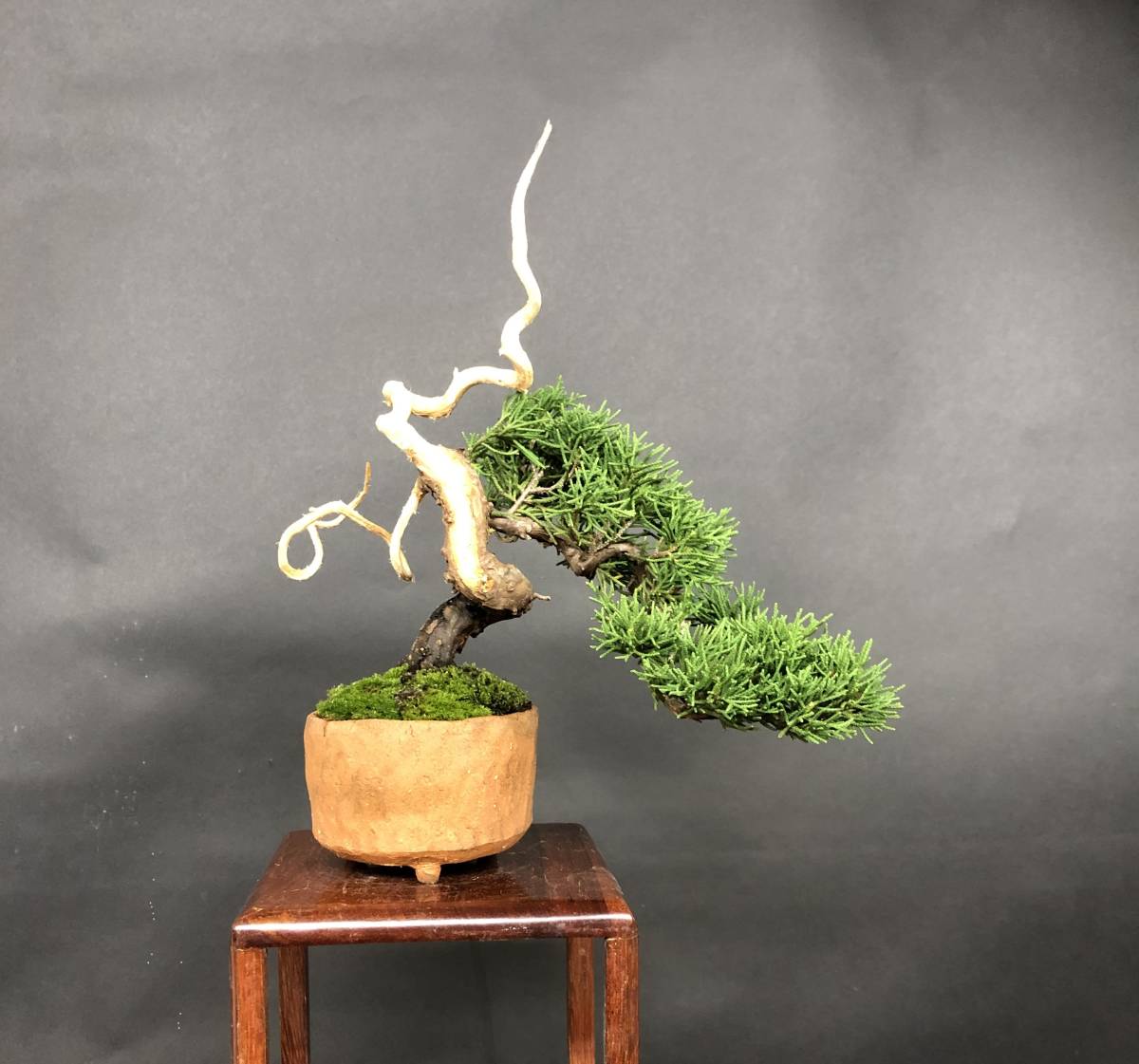 糸魚川真柏】、小品盆栽、捻転、ジン、シャリ、樹高18cm。 【公式通販】