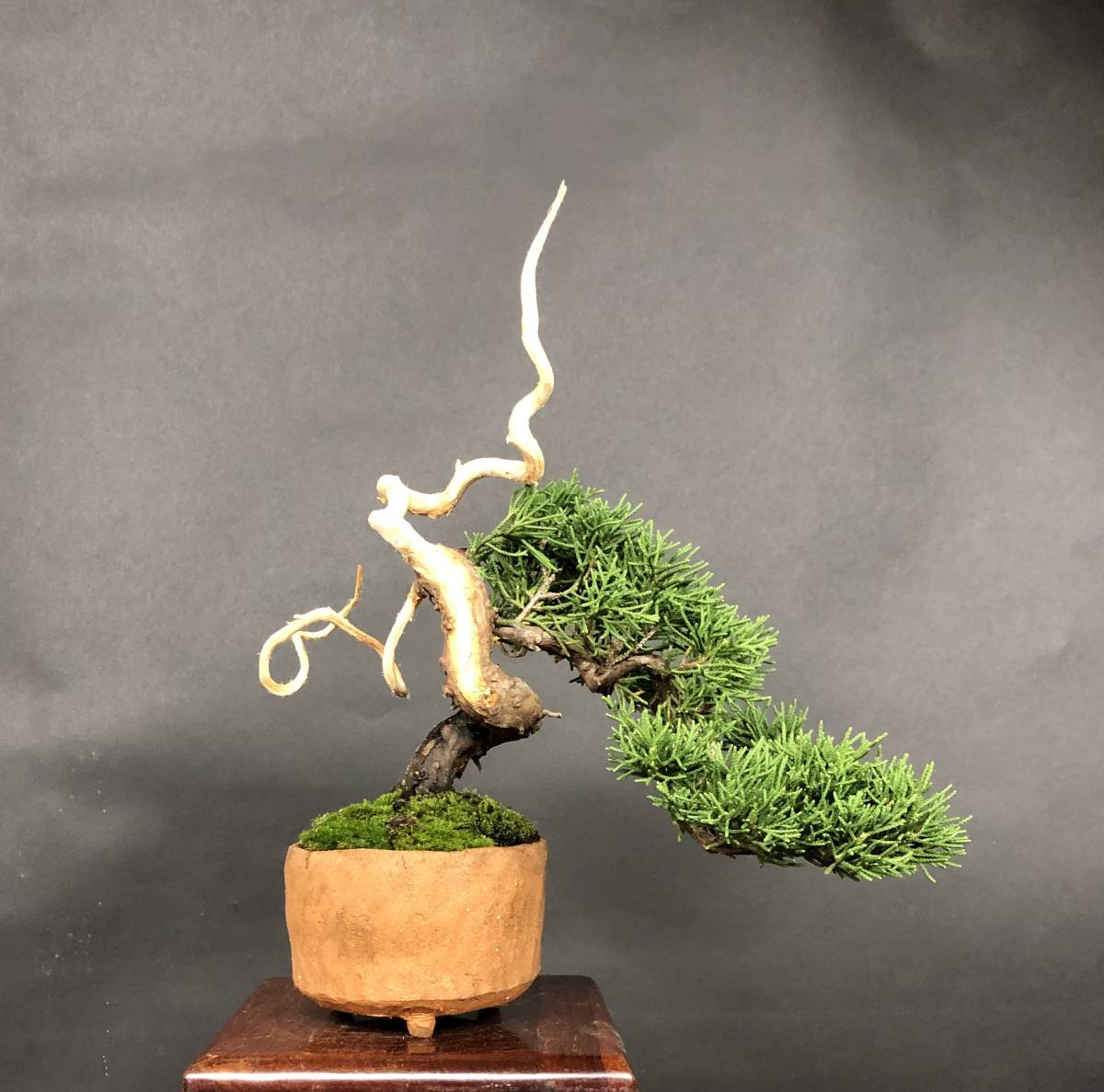 糸魚川真柏】、小品盆栽、捻転、ジン、シャリ、樹高18cm。 【公式通販】