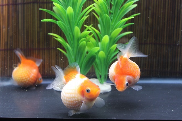 ピンポンパール３匹 5cm前後 同梱可