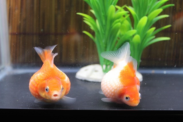 ピンポンパール３匹 5cm前後 同梱可
