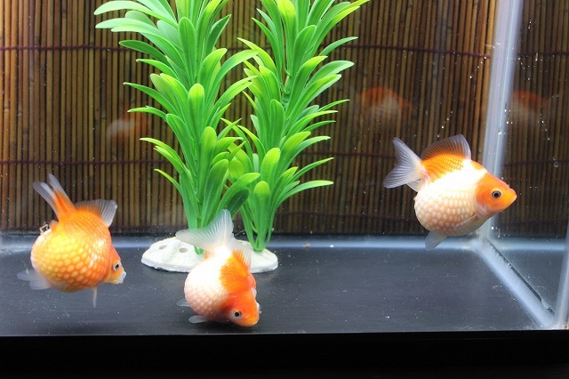 ピンポンパール３匹 5cm前後 同梱可