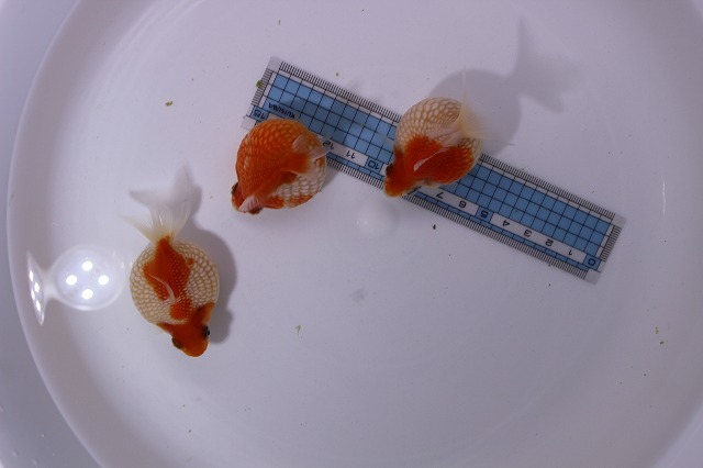 ピンポンパール３匹 5cm前後 同梱可