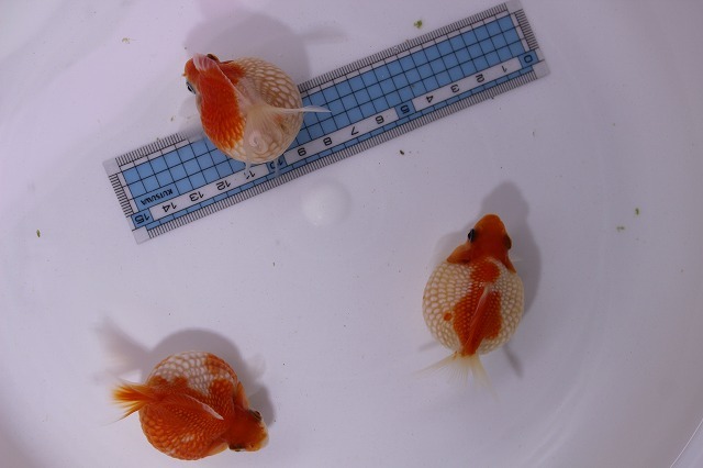 ピンポンパール３匹 5cm前後 同梱可
