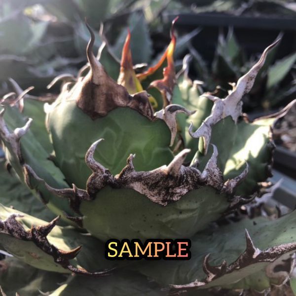 agave-isthmensis-kabutogani-v0-xoga76z07n4h1