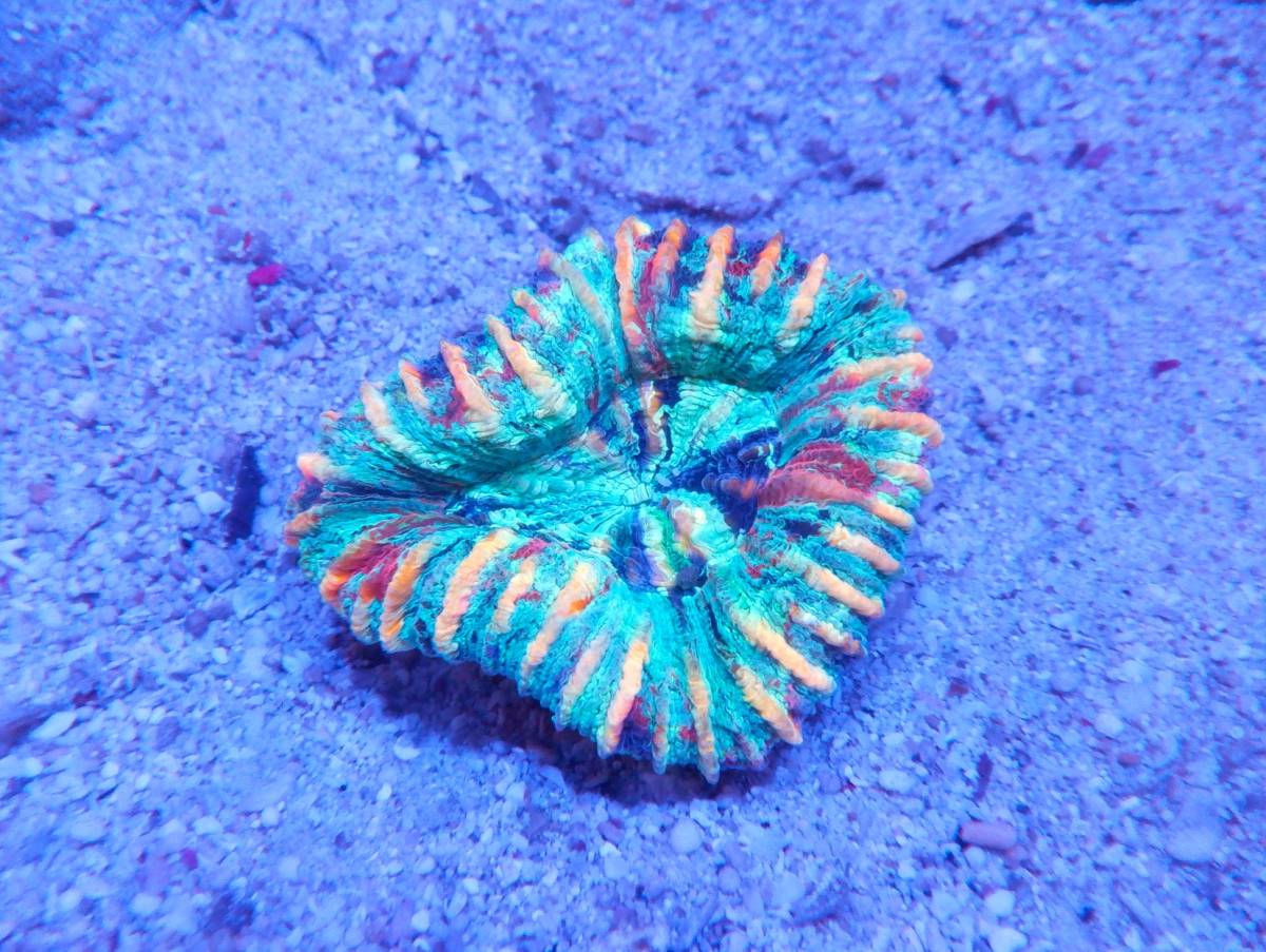 ハナガタサンゴ | 7cm Wハナガタサンゴ みなと海水ハナガタサンゴ集 ハナガタサンゴ | 7cm Wハナガタサンゴ みなと海水ハナガタサンゴ集