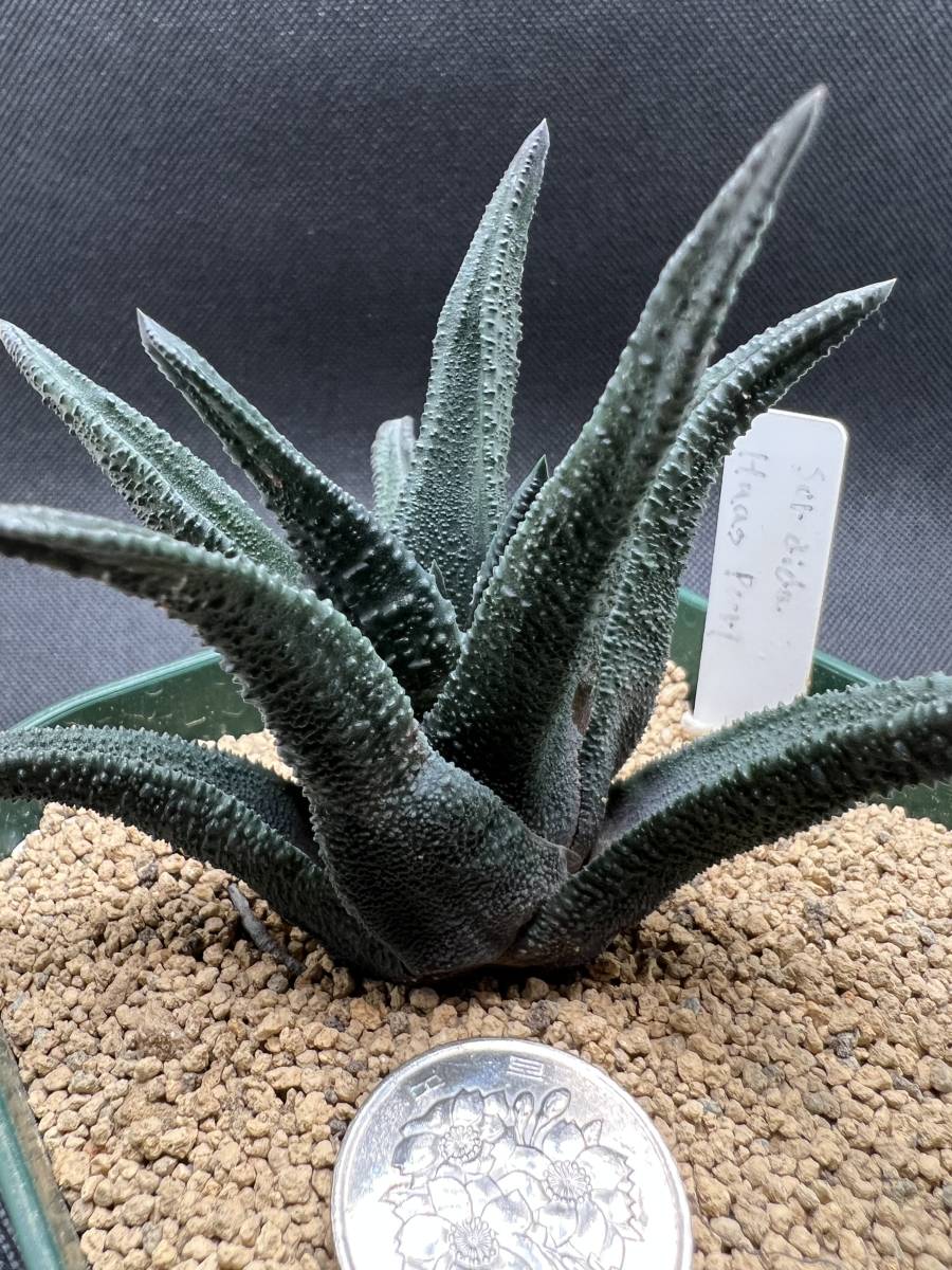  ソルディダ Haworthia sordida v sordida Haaspoort ハオルチア 現地球 多肉植物(サボテン)｜売買されたオークション情報、yahooの商品情報をアーカイブ公開 - オークファン サボテン
