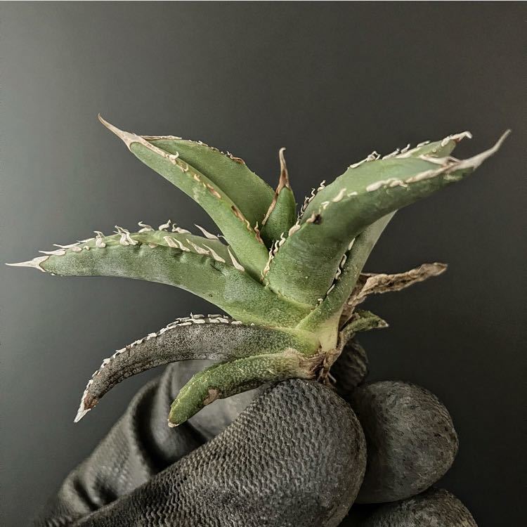 観葉植物 サルミアナ・フェロックス 実生選抜株 / 鋸歯強・良フォルム