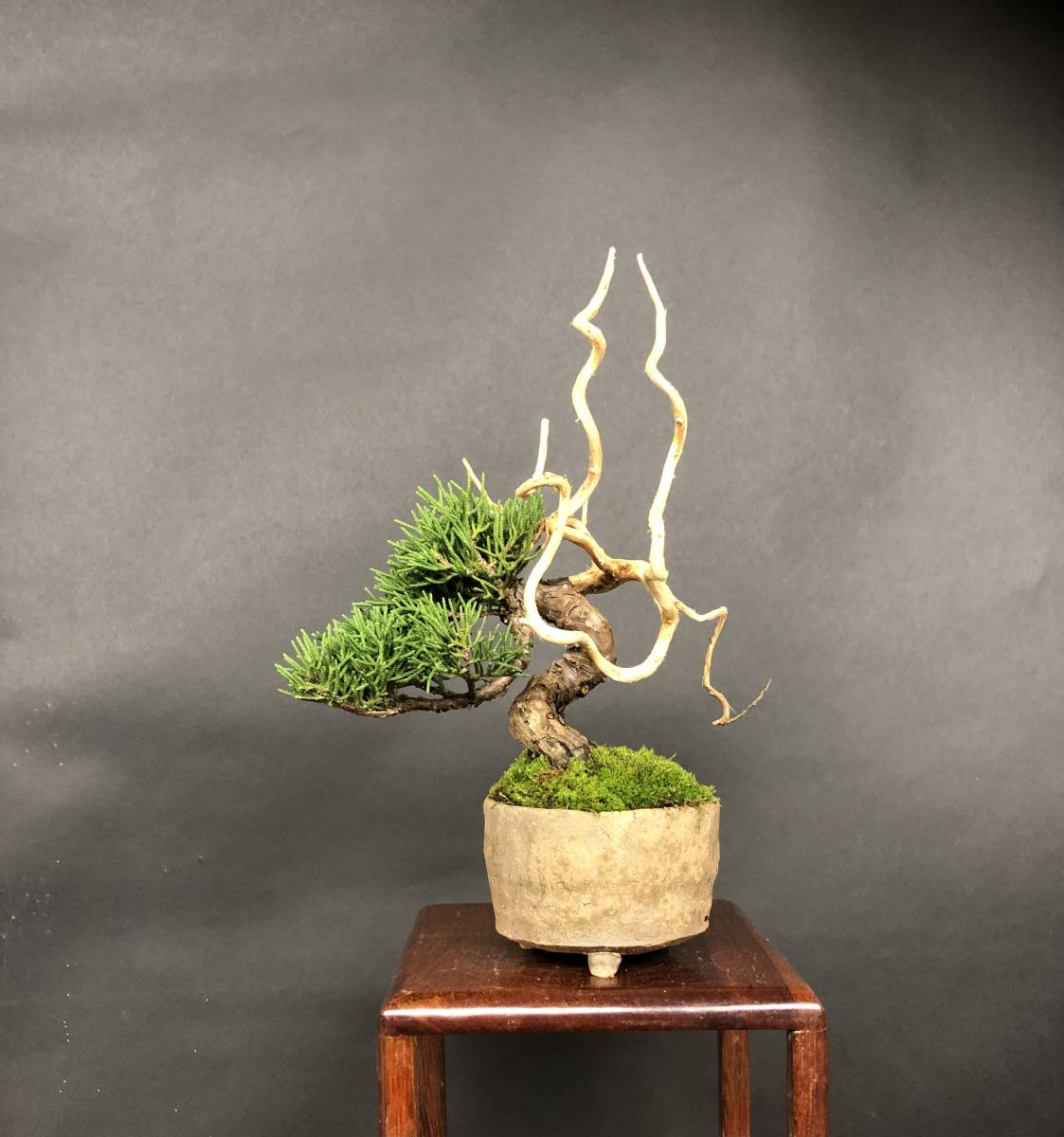 糸魚川真柏】、小品盆栽、ジン、シャリ、樹高15、8cm。 【公式通販】