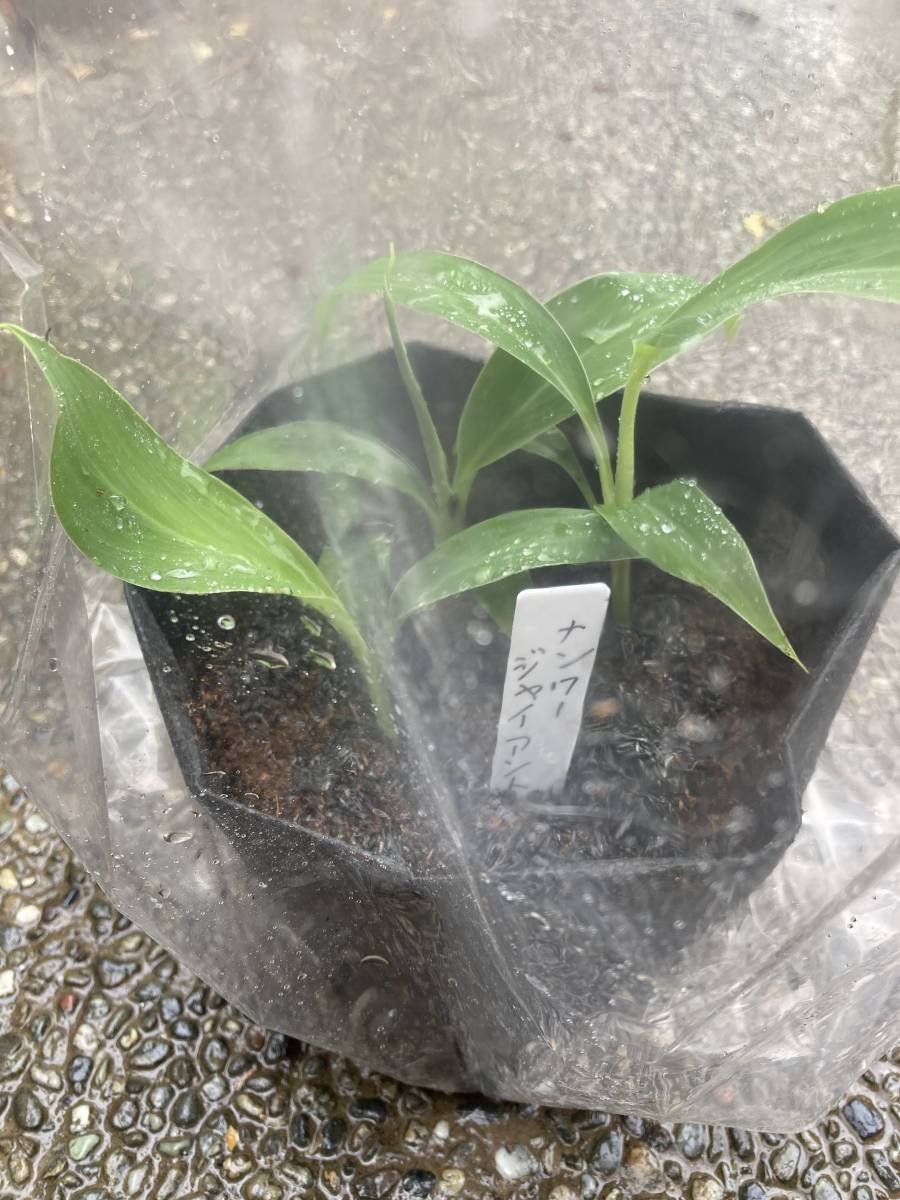 KLUAI NAM WA GIANT BANANA