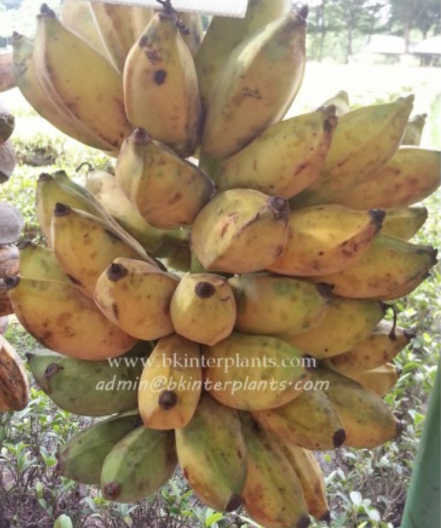 KLUAI NAM WA GIANT BANANA