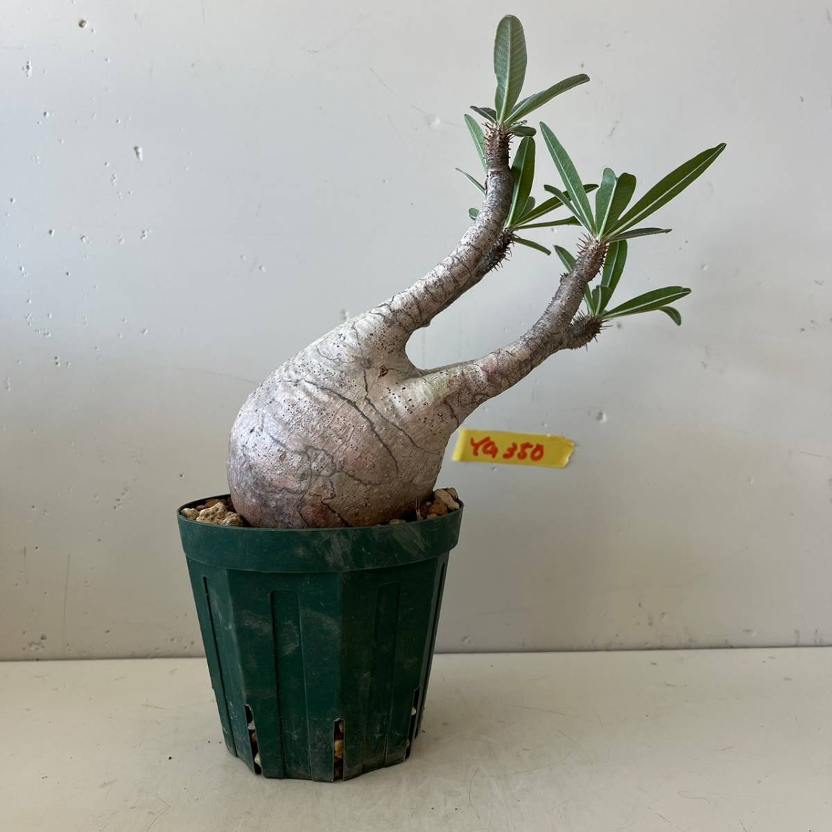 発根済 グラキリス［ 現地株 ⁄ 塊根植物 グラキリス YG 265 
