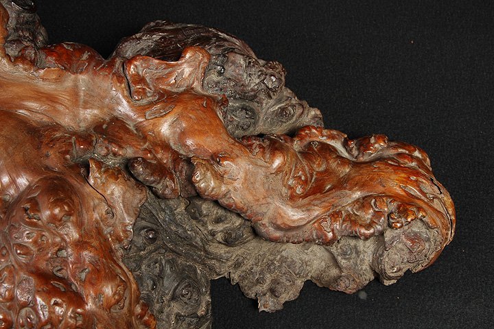 CN228 重厚 天然木瘤 自然木瘤 天然樹瘤 幅49.6cm 重6.5kg 天然木コブ