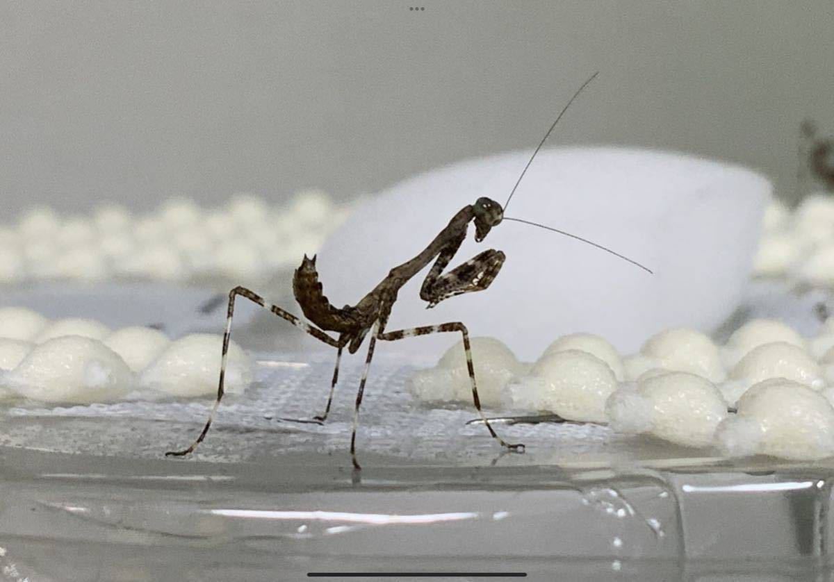 【豊富な，安い】 Deroplatys lobata マレーシア産 幼虫 ヒシムネカレハ カマキリ ペット 鑑賞 保証あり(その他)｜売買されたオークション情報、yahooの商品情報をアーカイブ公開 - オークファン その他