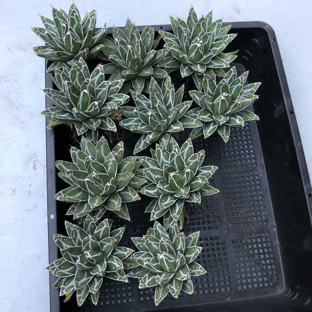 笹の雪 アガベ ビクトリアレジーナ 濃ペンキ 多肉植物 短葉 Agave 