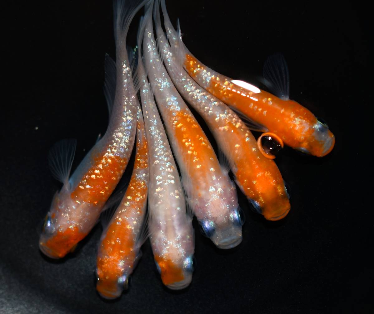 1ペア | 現物出品 王華 メス5匹 メダカファーム泉 画像 幼魚 めだか