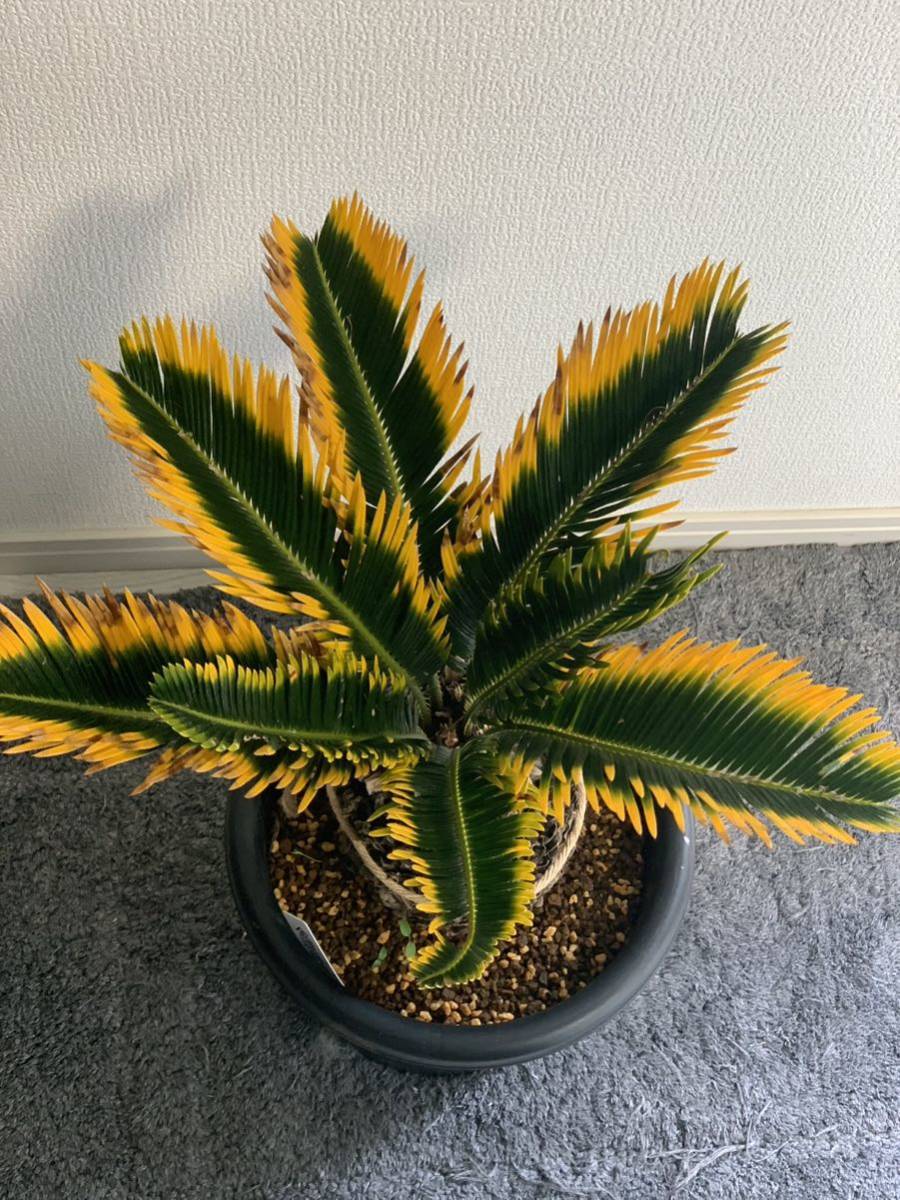 黄金ソテツ 黄金ソテツ 観葉植物 夏黄金ソテツ 公式通販 全斑 希少・2色］