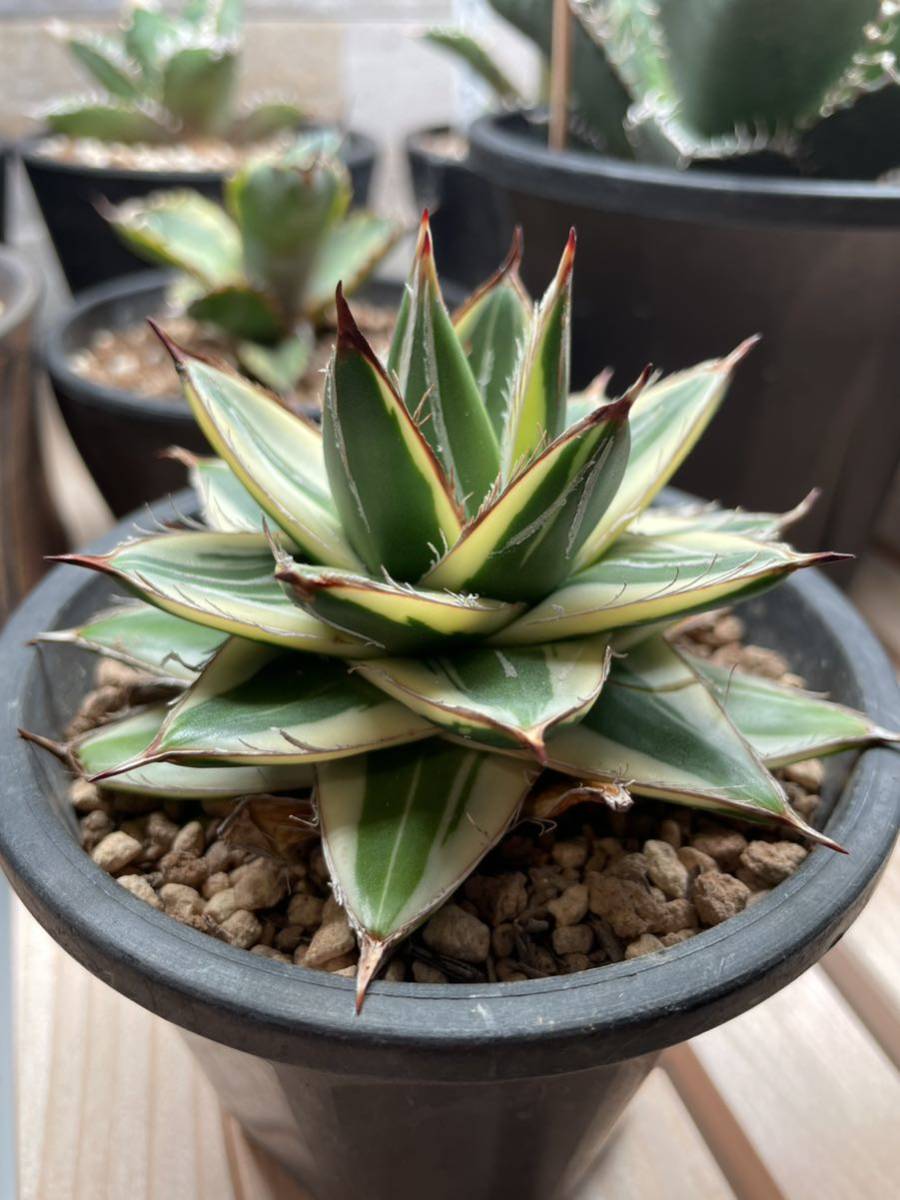 大株 アガベ 王妃笹の雪A型 白覆輪'ピンキー Agave filifera 大株 アガベ 王妃笹の雪A型 白覆輪'ピンキー Agave filifera