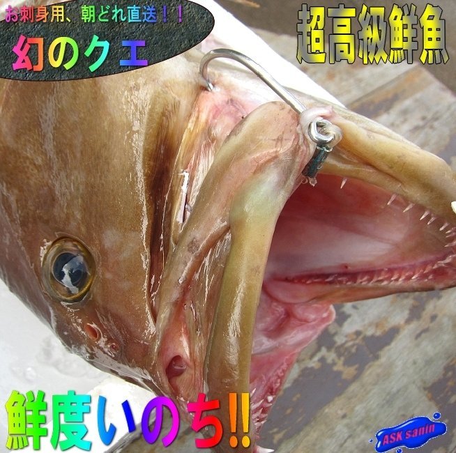魚 クエの値段と価格推移は 210件の売買情報を集計した魚 クエの価格や価値の推移データを公開