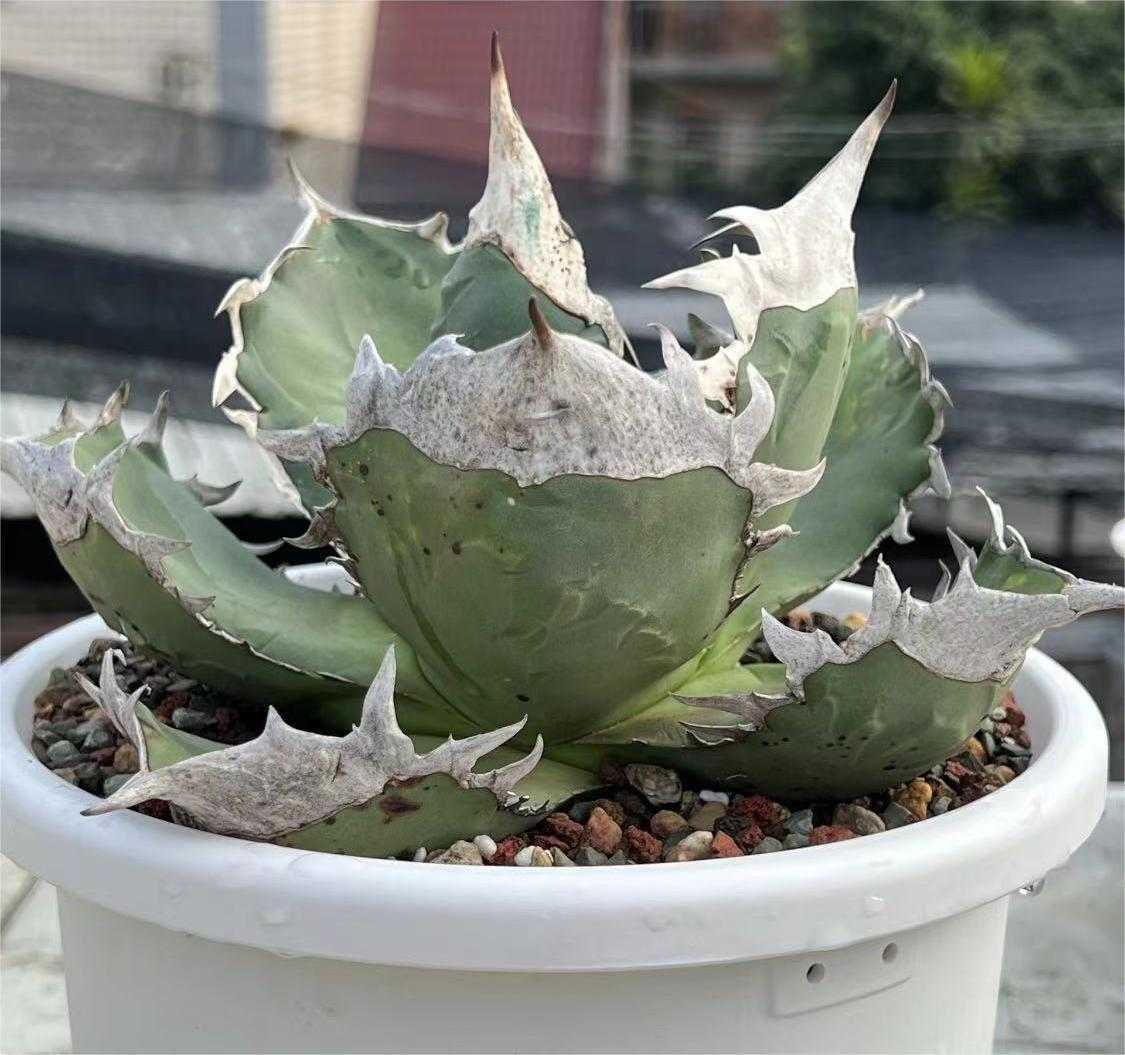 アガベ チタノタ AGAVE TITANOTA Agave titanota NO 園芸ネット本店
