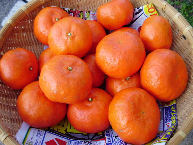 ★奄美農場★　　奄美原種ミカン類6種6本　日本の宝　4800円→3600円