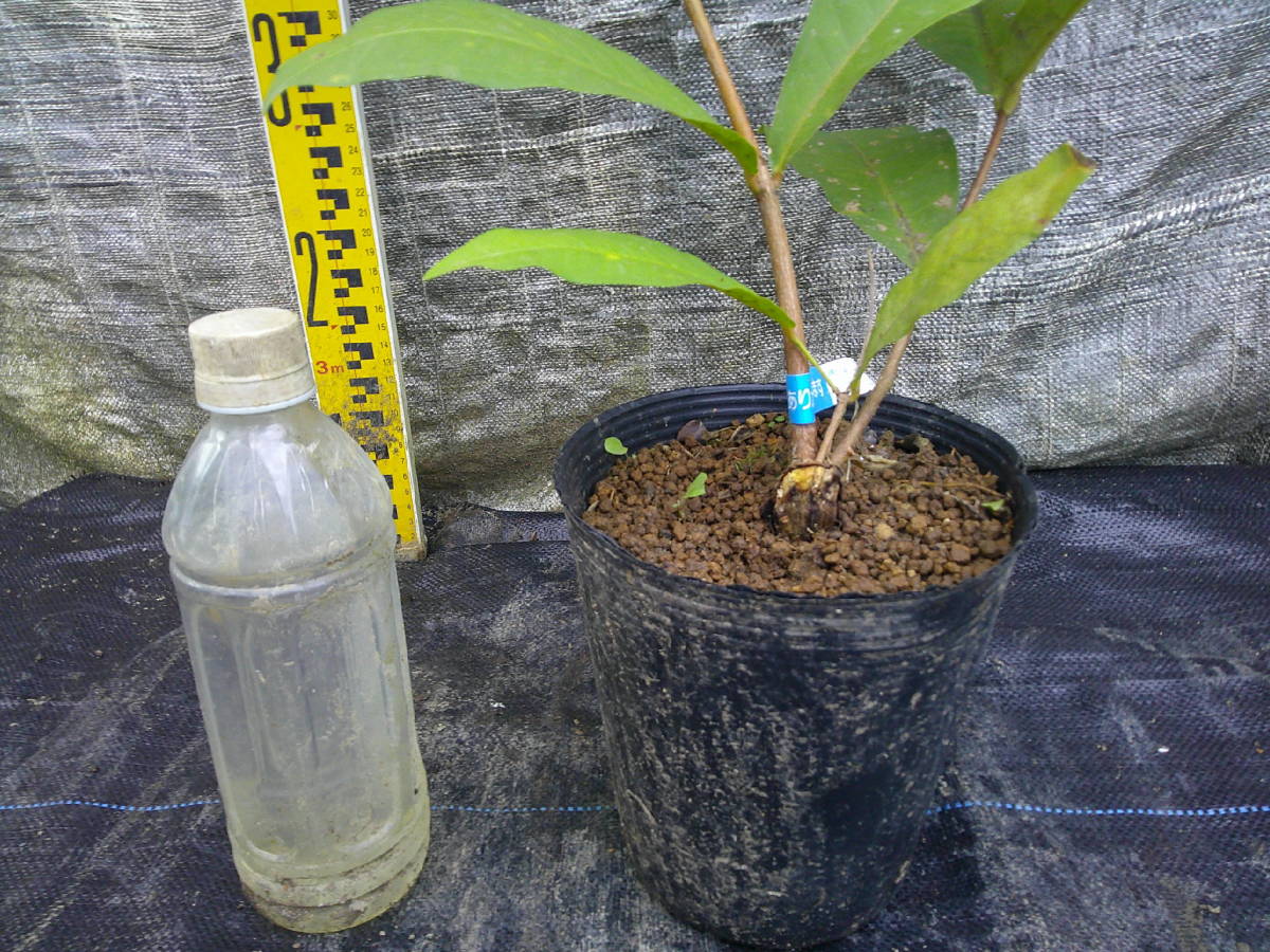 ✨シークヮーサー苗木レモンの横に 苗木・植木 蕾一杯✿✿✿✿✿♪ち