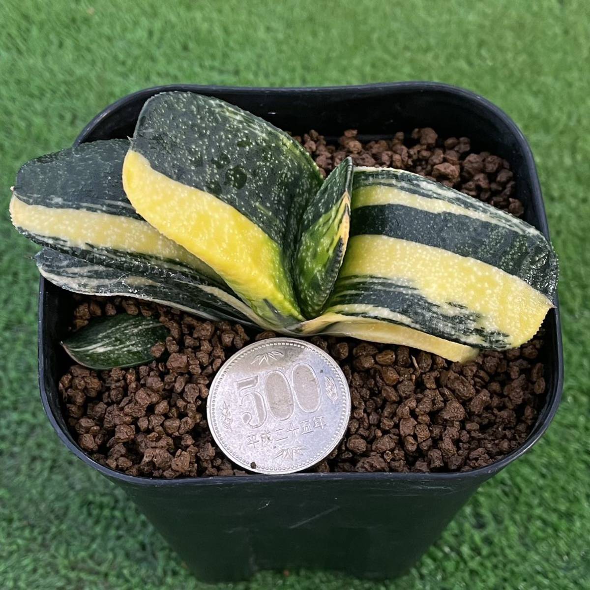 ガステリア ダルマ春鶯囀錦 達磨春鶯天錦 gasteria 多肉植物 臥牛