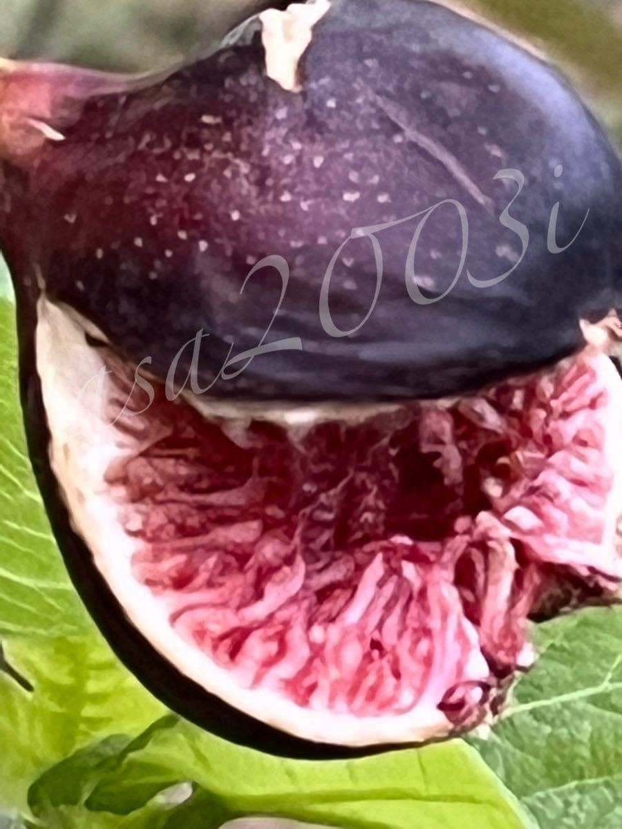 Madeira Black それ本物ですか？Black 世界一美味しいイチジク No.01