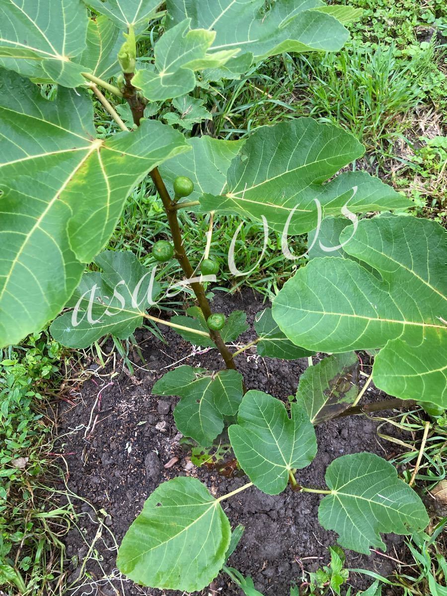 Madeira Black それ本物ですか？Black 世界一美味しいイチジク No.01