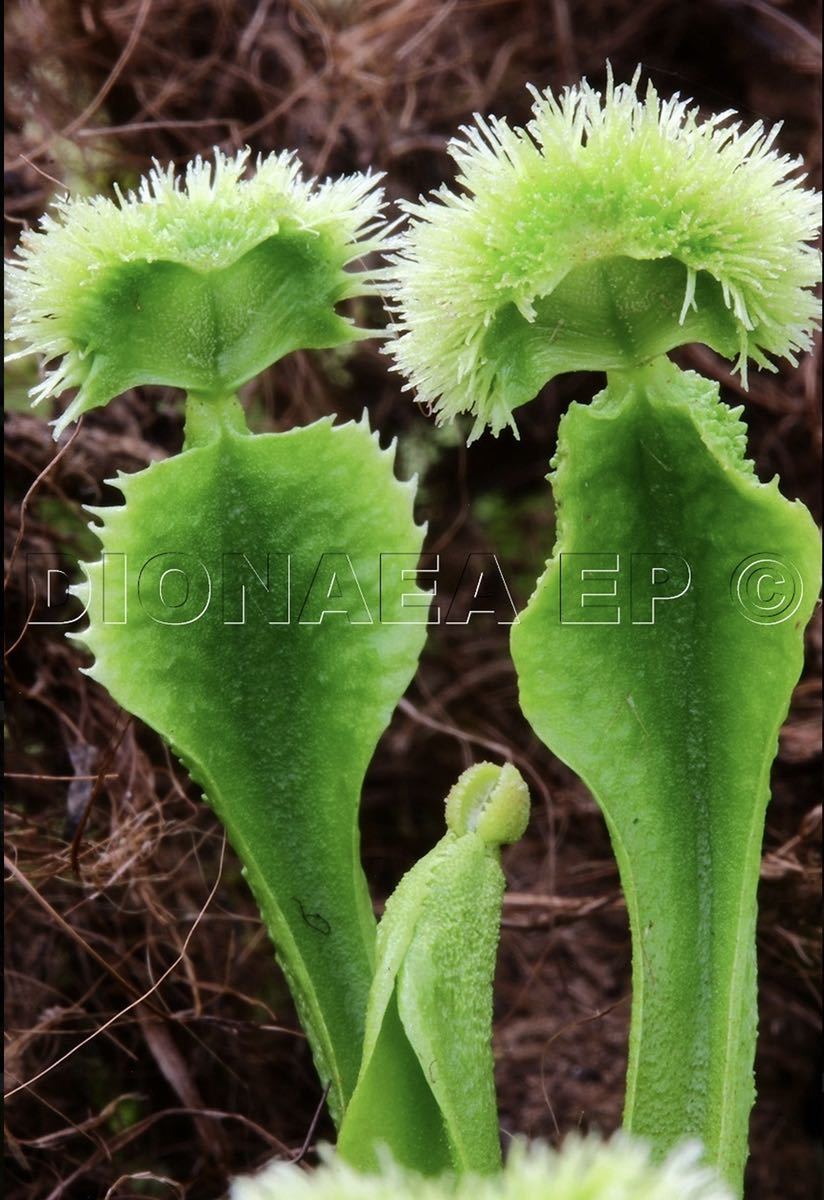 限定セール，人気セール 年末SALE Dionaea muscipula GJ Explosion ディオネアマスシプラ エクスプロージョン ハエトリソウ ハエトリグサ 食虫植物 2.5号深(その他)｜売買されたオークション情報、yahooの商品情報をアーカイブ その他