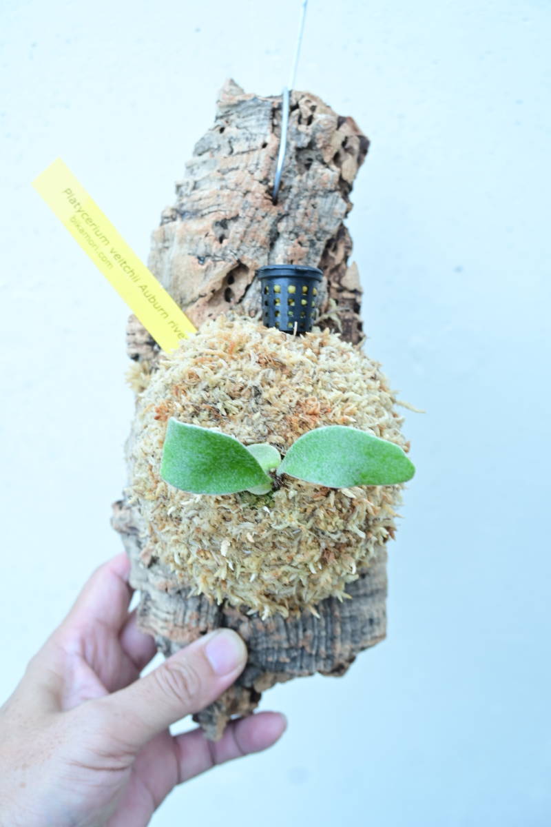 P.veitchii Auburn river　@bikamori.com アーバンリバー　コルク付け　ビカクシダ 