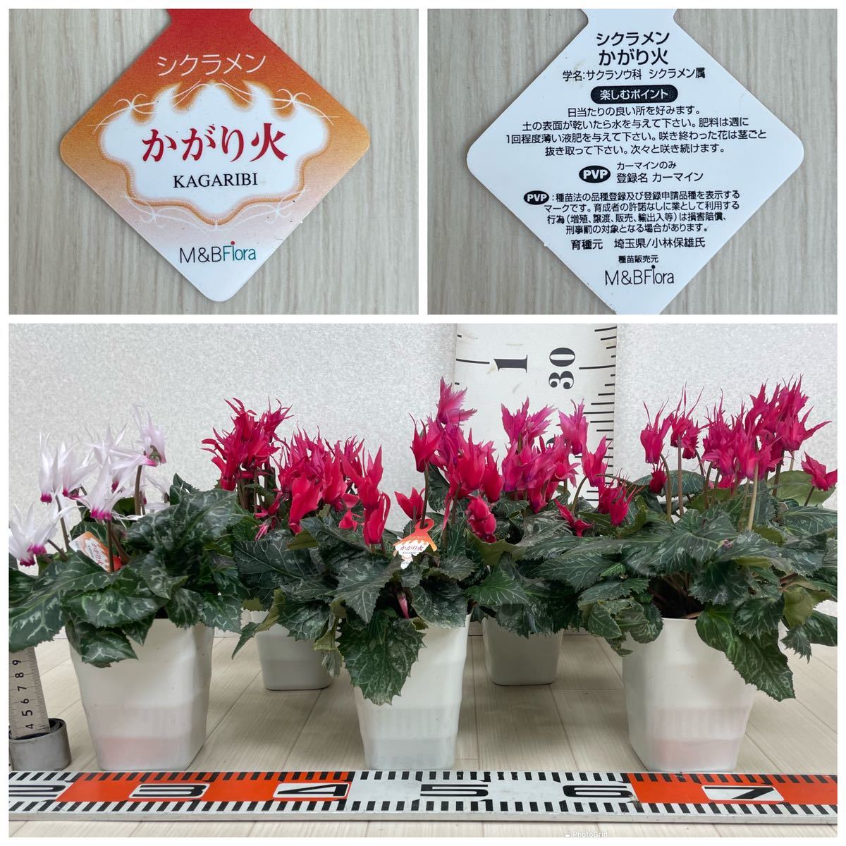 山野草 高山植物 色丹島 カタオカソウ 2ポット 【公式通販】