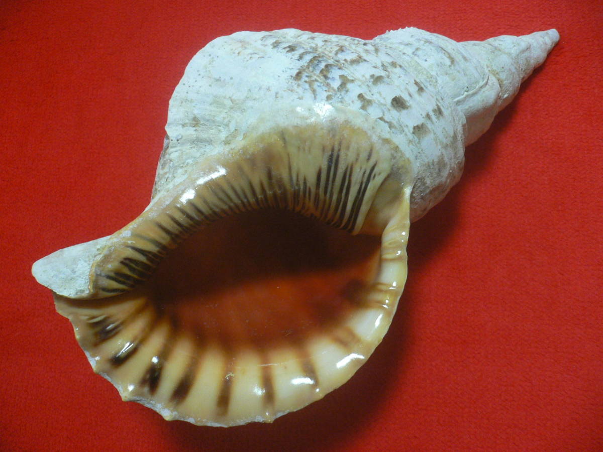 ☆沖縄の法螺貝☆ほら貝☆ホラガイ☆41.0cm・1730g☆送料無料☆