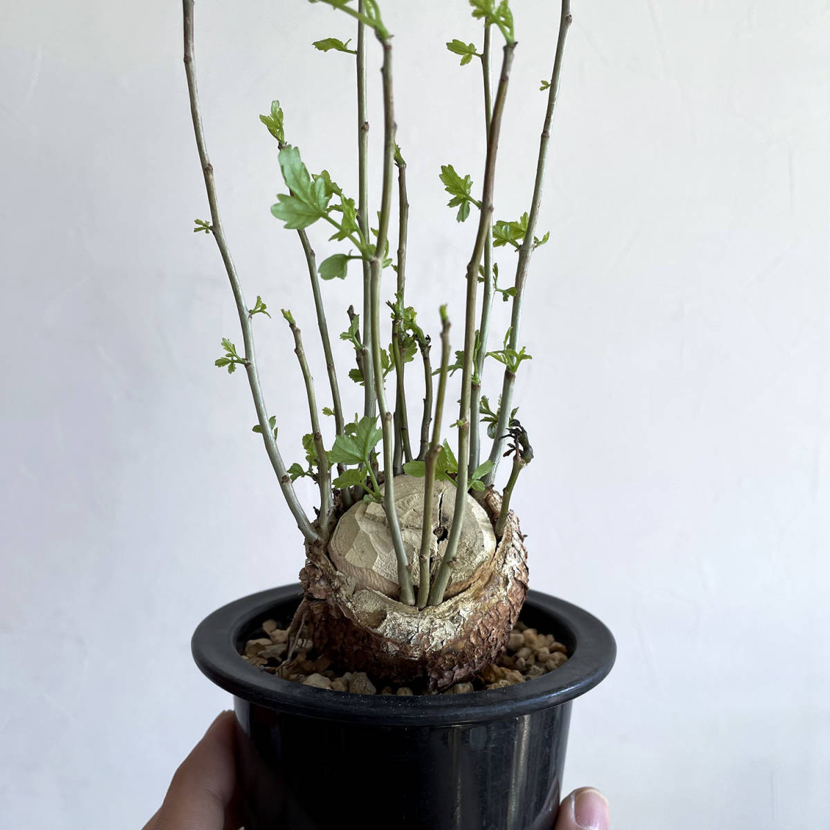 ブルセラ ファガロイデス / 根挿し // Bursera fagaroides コーデック 