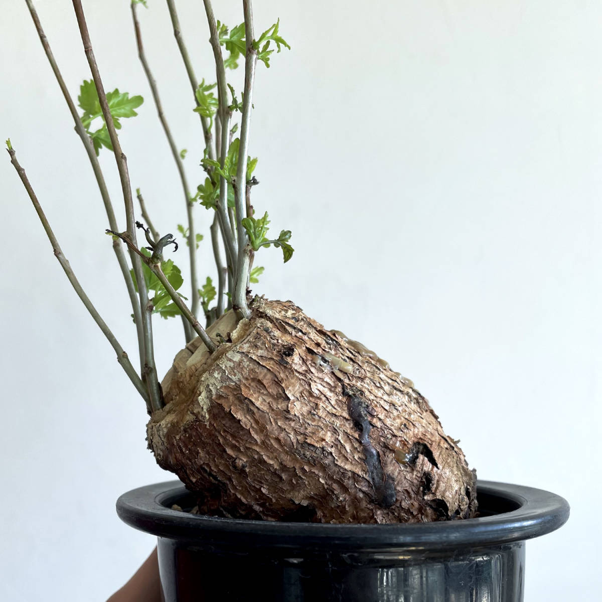ブルセラ ファガロイデス / 根挿し // Bursera fagaroides コーデック