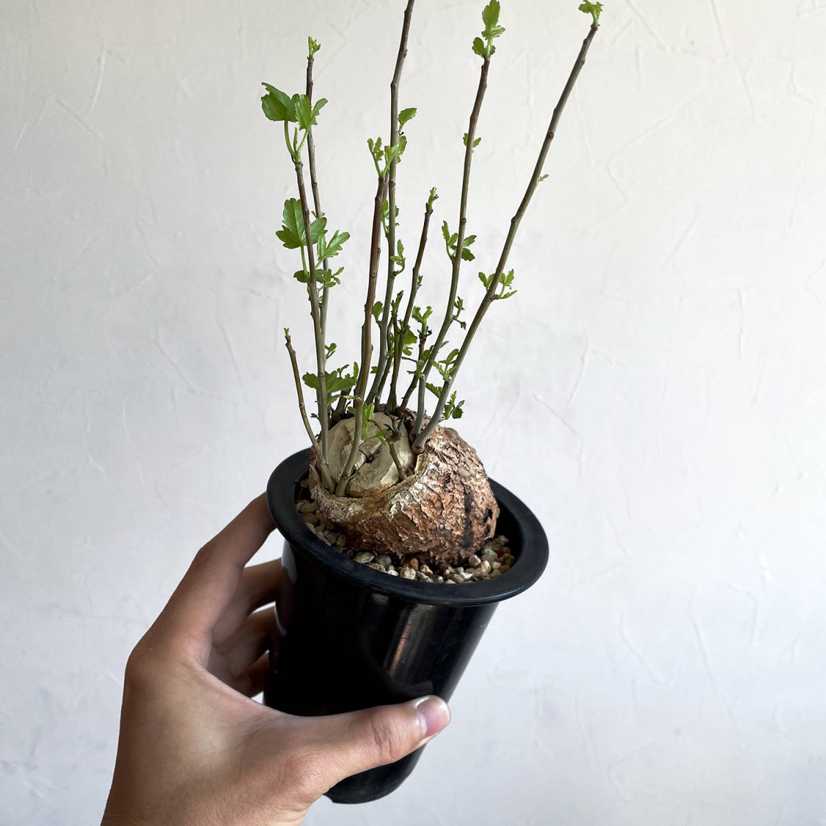 ブルセラ ファガロイデス / 根挿し // Bursera fagaroides コーデック 