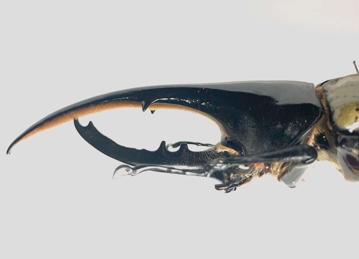 昆虫標本 ヘラクレス ヘラクレス ブルー個体 野外品 ドミニカ島140ミリ