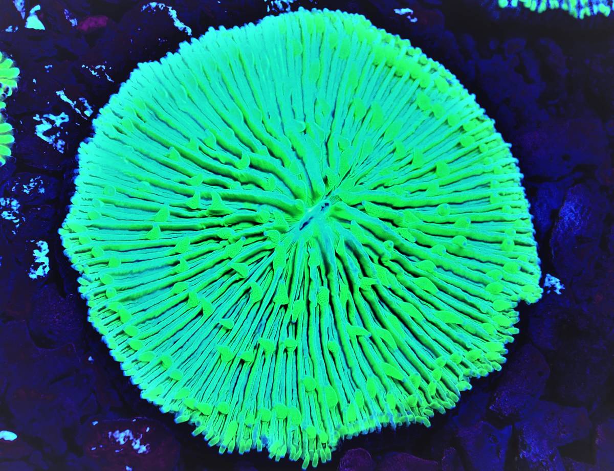 The First Marines　オーストラリア産　クサビライシ　1　メ下