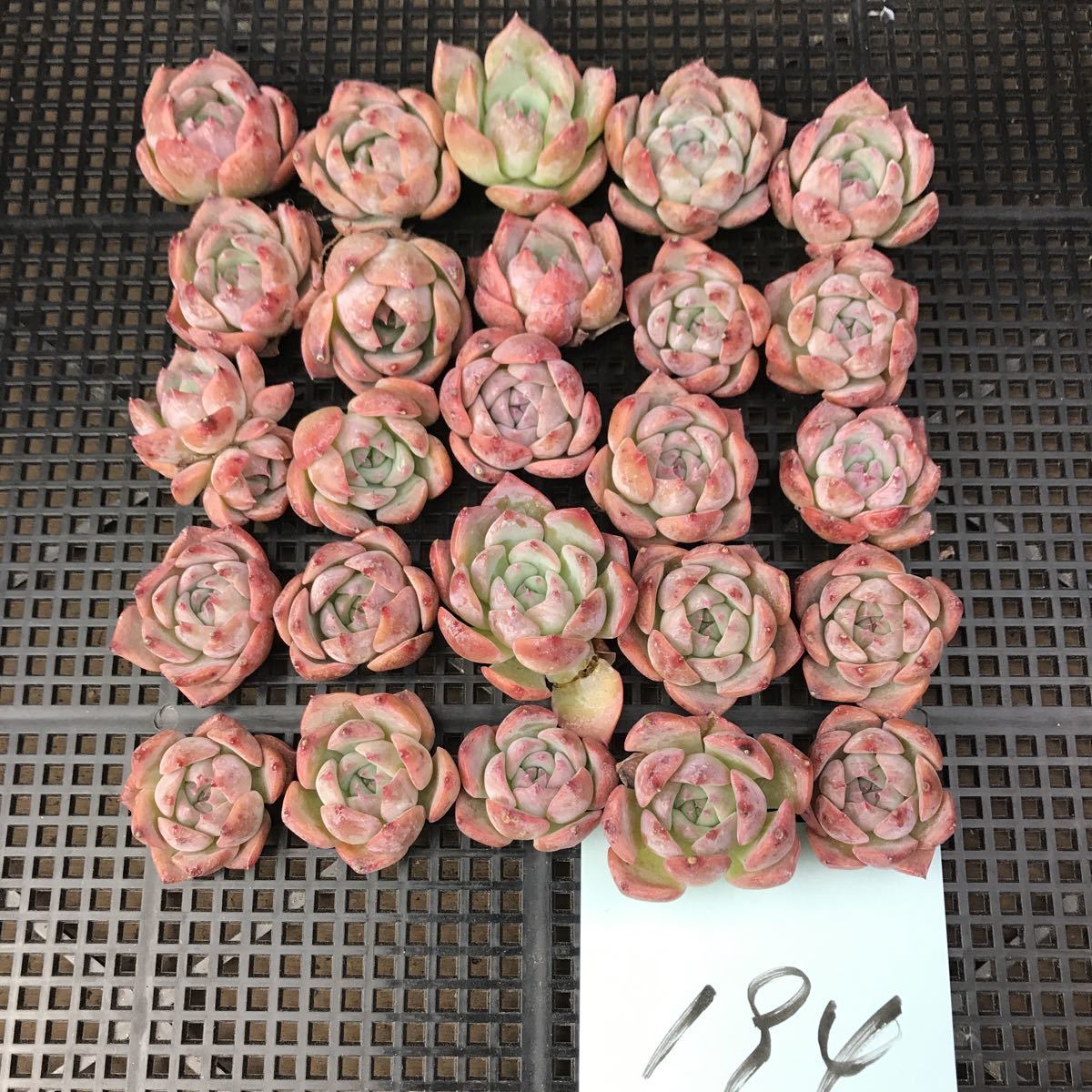 エケベリア キャロライン 多肉植物 韓国苗 抜き苗 ハニー ○多肉植物