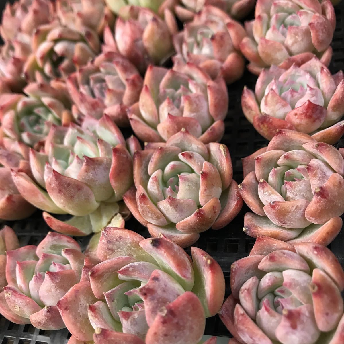 エケベリア キャロライン 多肉植物 韓国苗 抜き苗 ハニー ○多肉植物