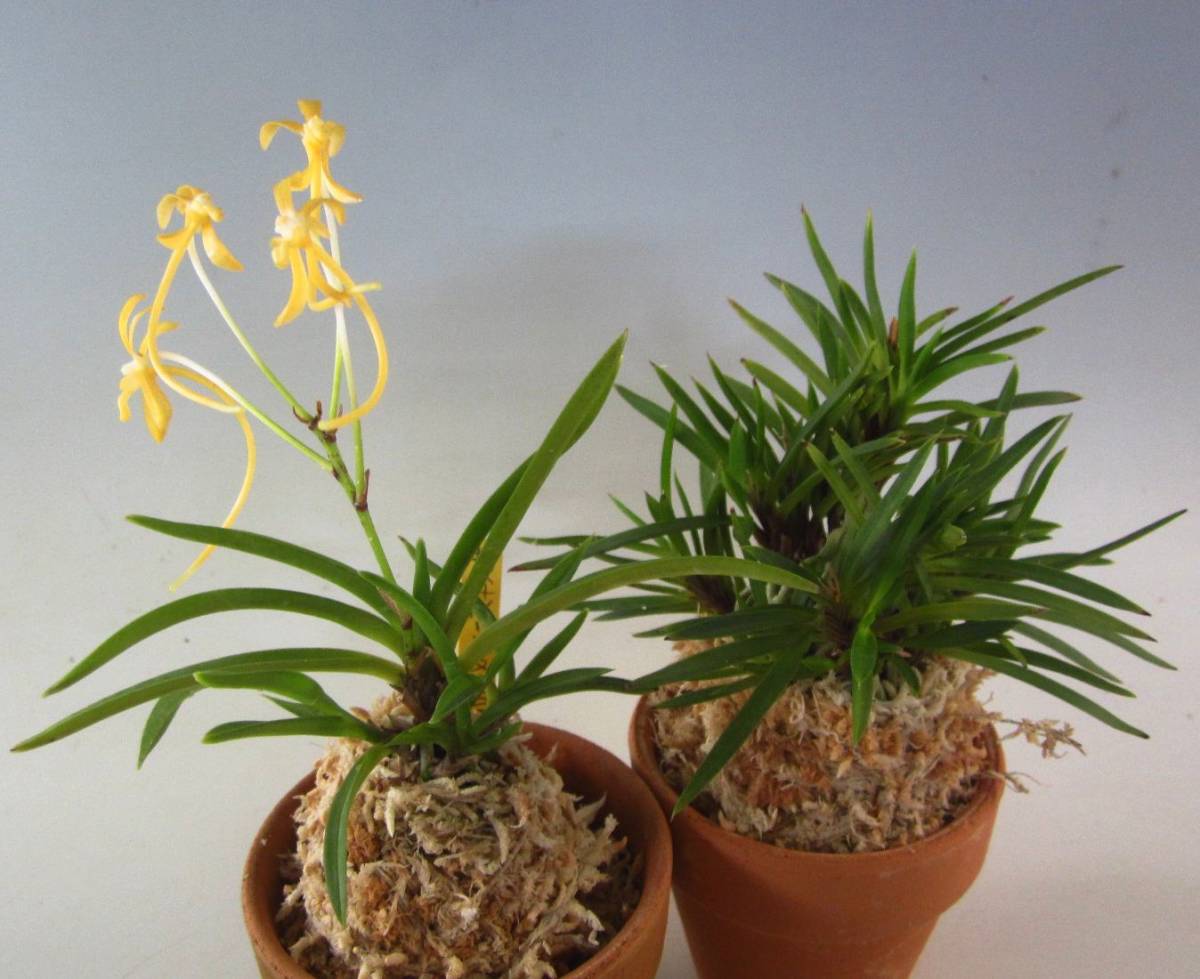 △富貴蘭・2点E 富貴蘭 長生蘭 セッコク 山野草△ セッコク 長生