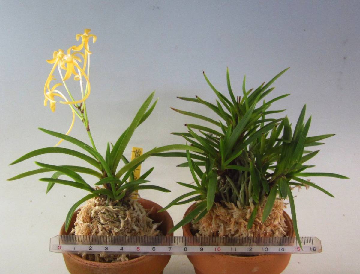 △富貴蘭・2点E 富貴蘭 長生蘭 セッコク 山野草△ セッコク 長生