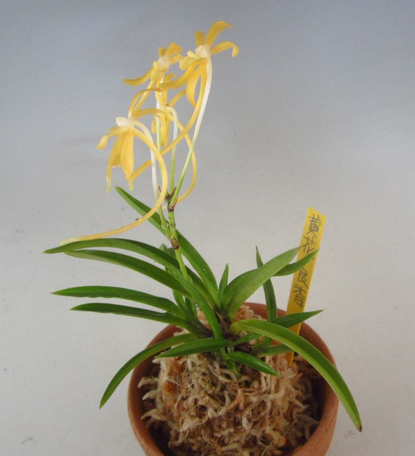 △セッコク花図鑑 セッコク 長生蘭 山野草 富貴蘭△