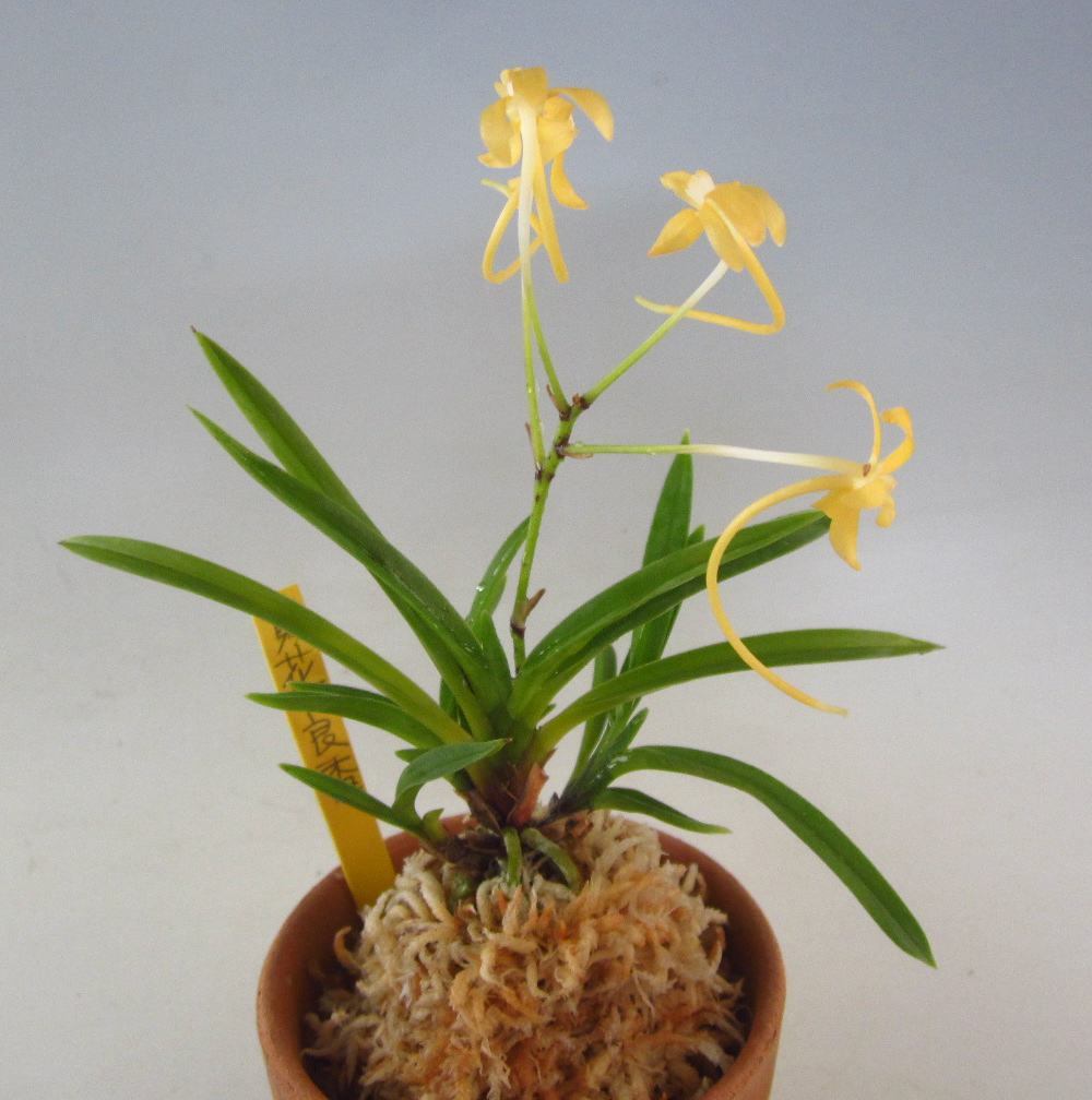 △富貴蘭・2点E 富貴蘭 長生蘭 セッコク 山野草△ セッコク 長生